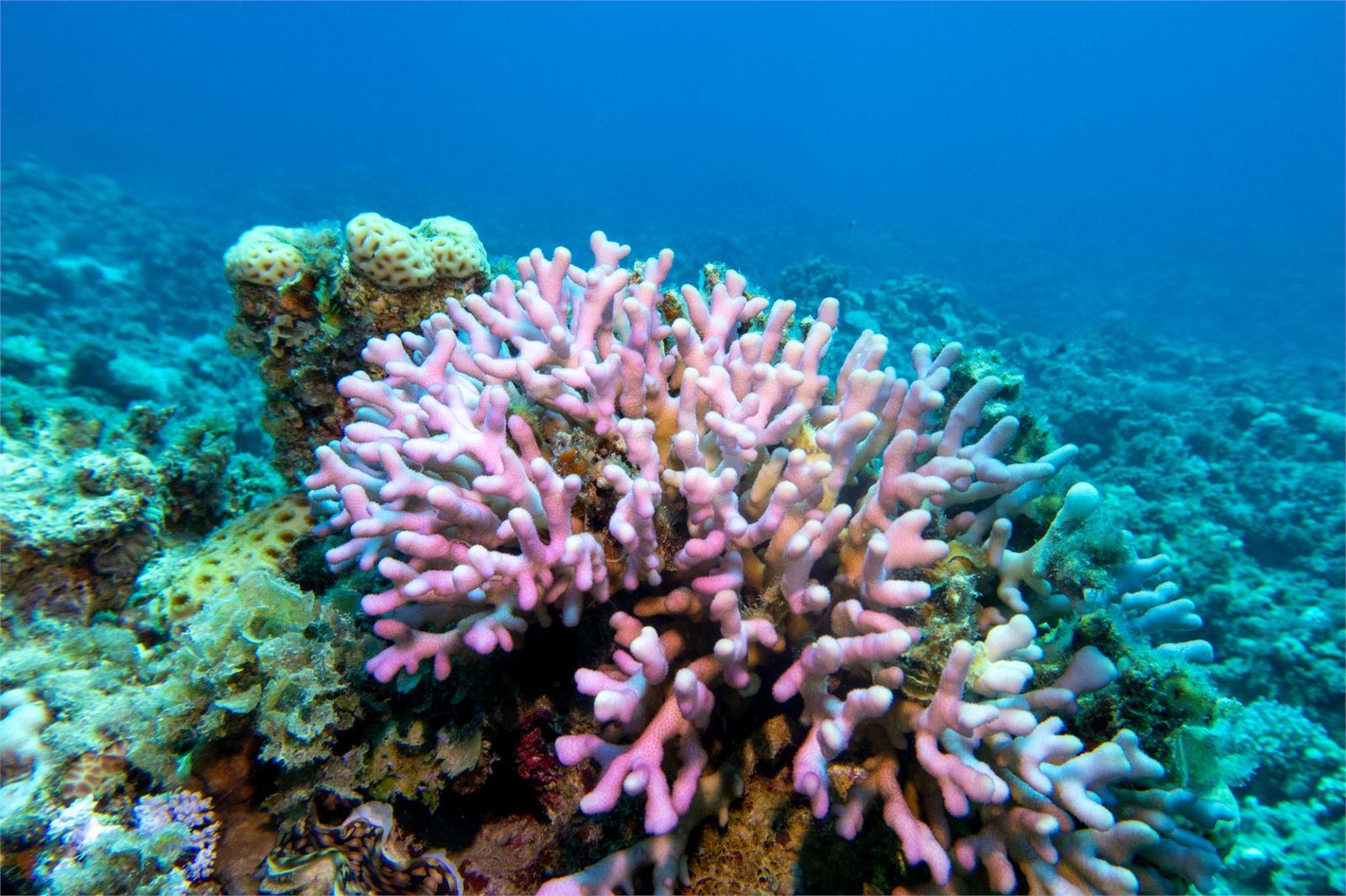 Pink coral reef