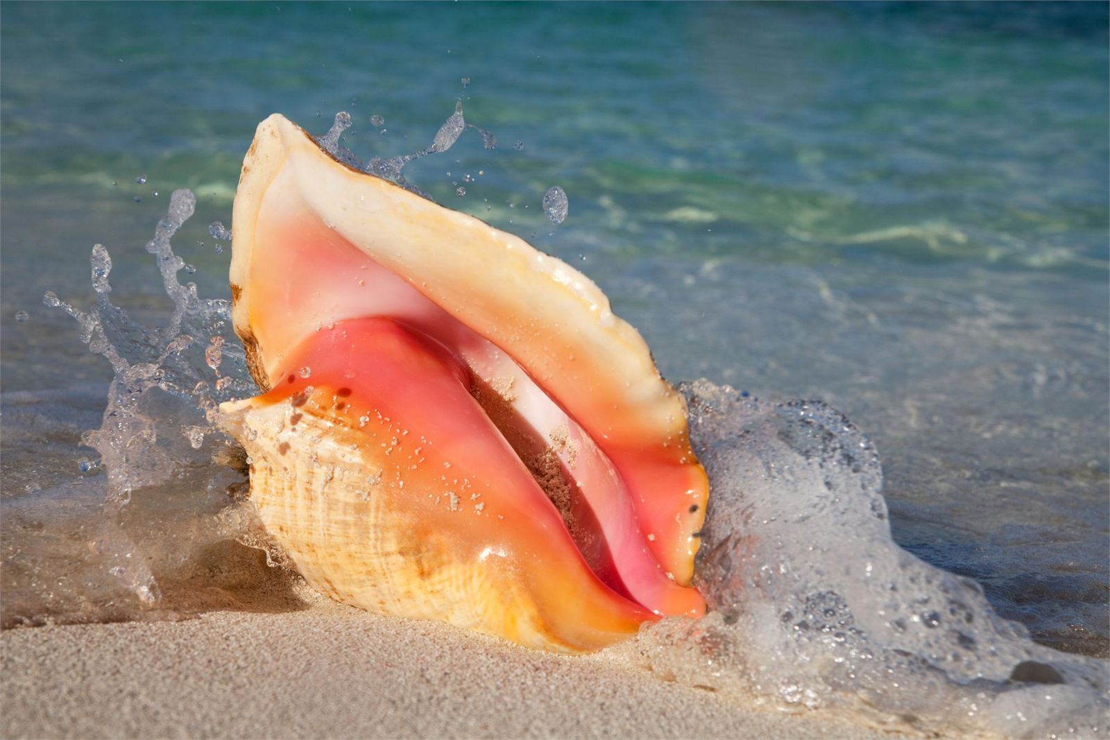 Conch shell