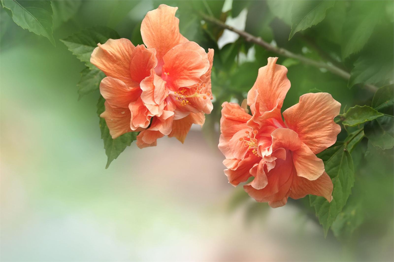 Hibiscus flower
