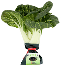 Bok Choy
