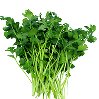 Cilantro
