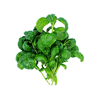 Basil