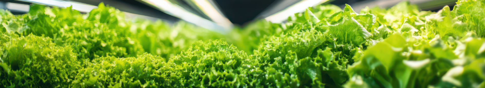 Indoor vertical farm - Organic Aqua Fresh